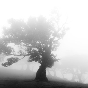 Baum im Nebel...... Heike Wackermann